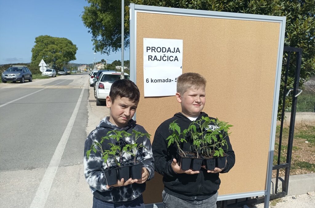 Prodaja eko sadnica različitih vrsta rajčica