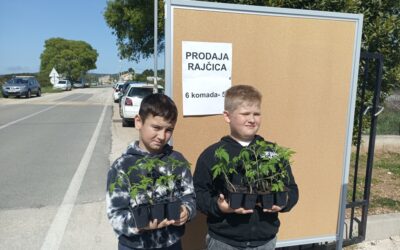 Prodaja eko sadnica različitih vrsta rajčica