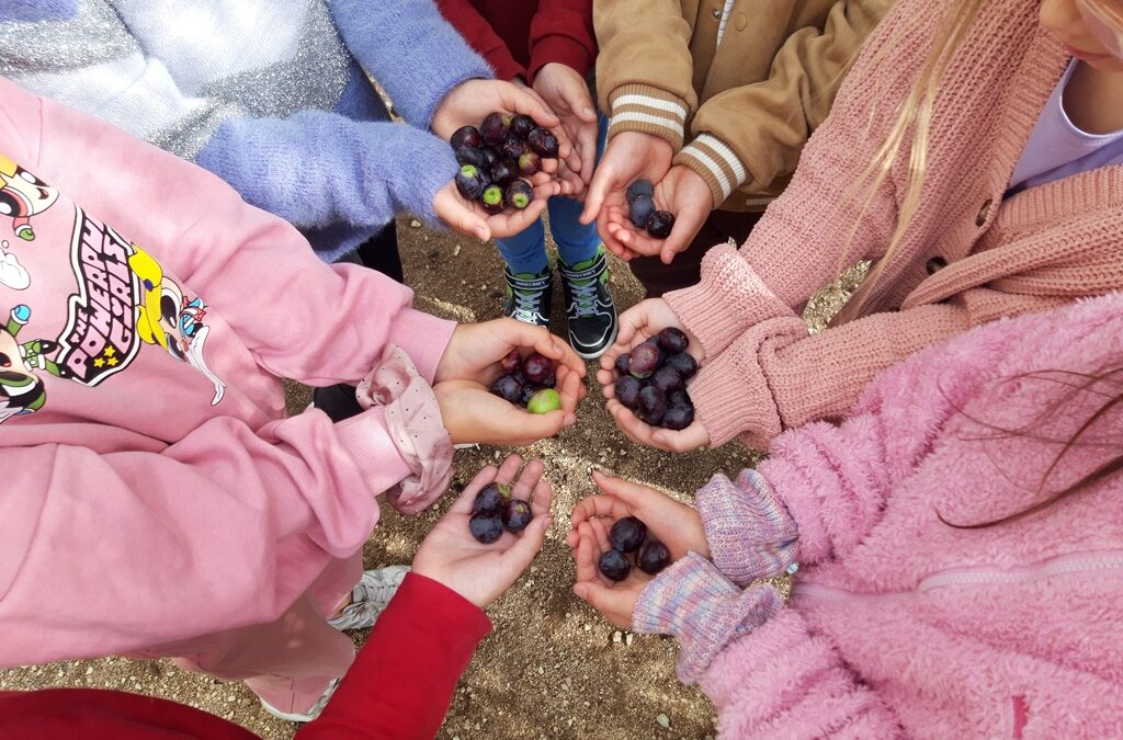 Od masline do maslinovog ulja 2025.