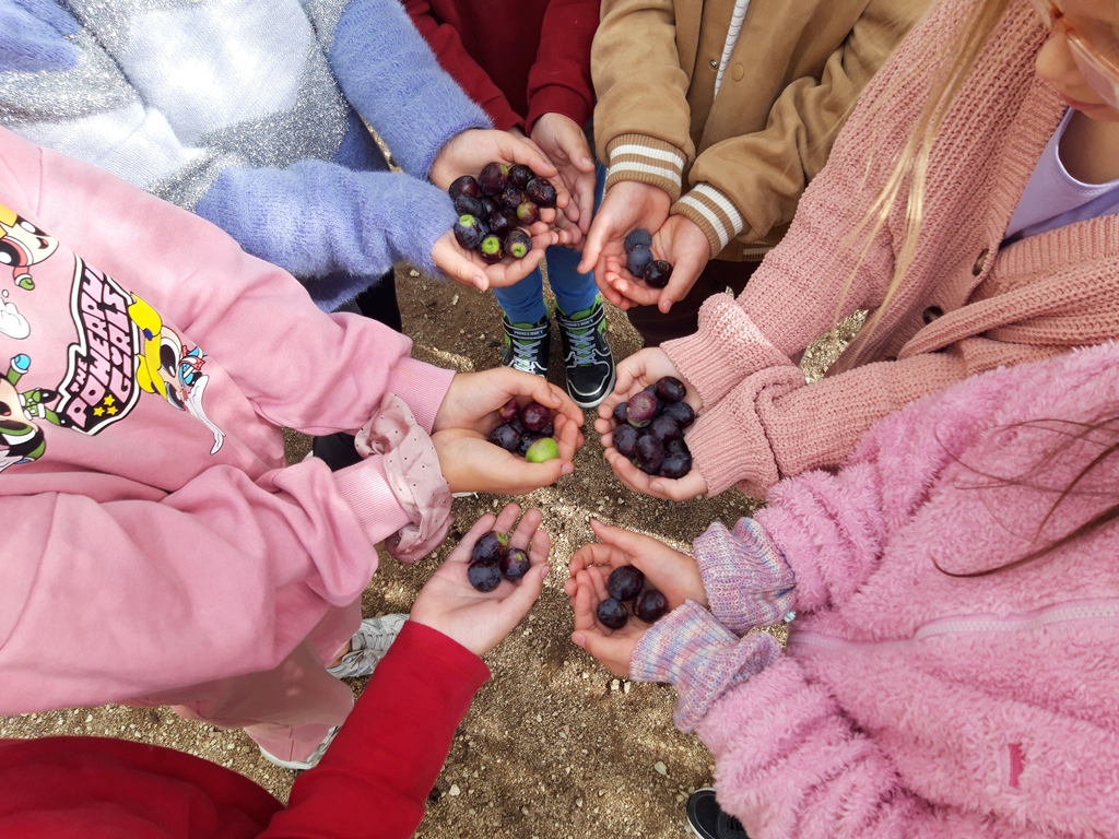 Branje školske masline_3.r._29.10.2025.10