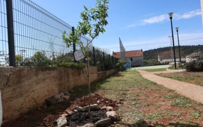 Badem i japanska mušmula u školskom vrtu